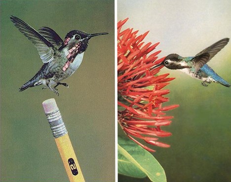 oiseau 2